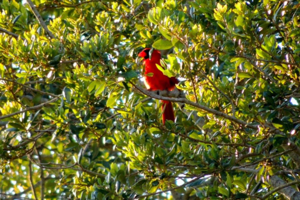 Birding makes  you look up - a see a red cardinal in a tree


