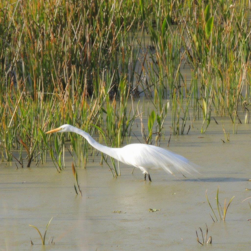 Birding is good along waterways - this is an American egret
