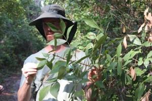Erick Smith shows a pygmy hickory growing in Sweetwater Preserve