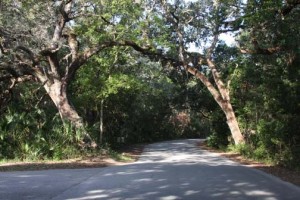 Ancient live oak trees on the road to Fort Clinch
