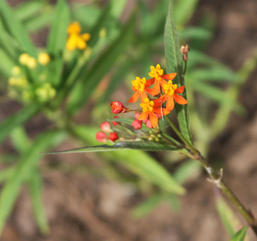 Milkweed Crisis in the Backyard