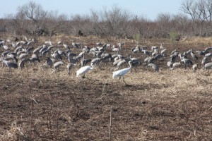 sandhill cranes come to Paynes Prairie in the winter