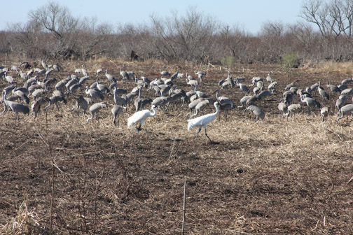 Seeing  Sandhill Cranes at Paynes Prairie