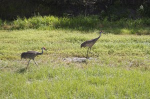 levees - sandhill cranes