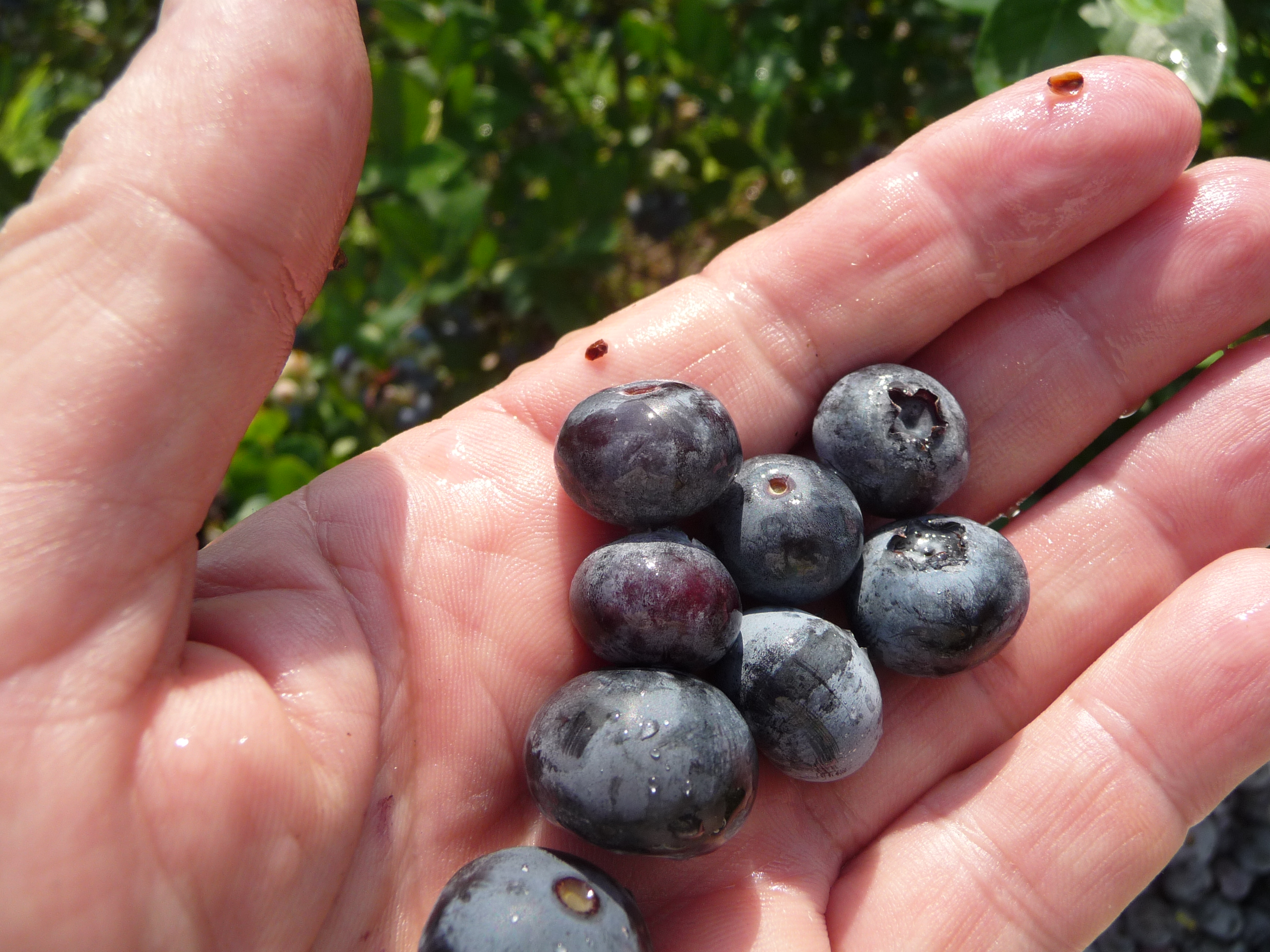 Picking blueberries in June