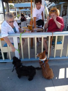 Dog friendly beaches - Golden Lion Cafe, Flagler Beach