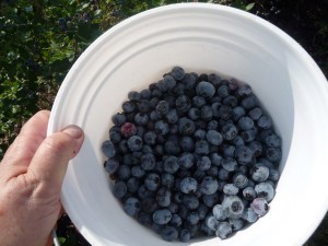 picking blueberries - fill the bucket