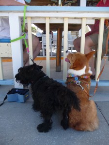 Dog friendly beaches - lunch place at Flagler Beach