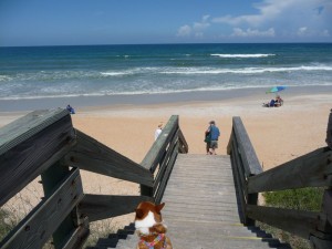 Dog friendly baches - walk over to beach