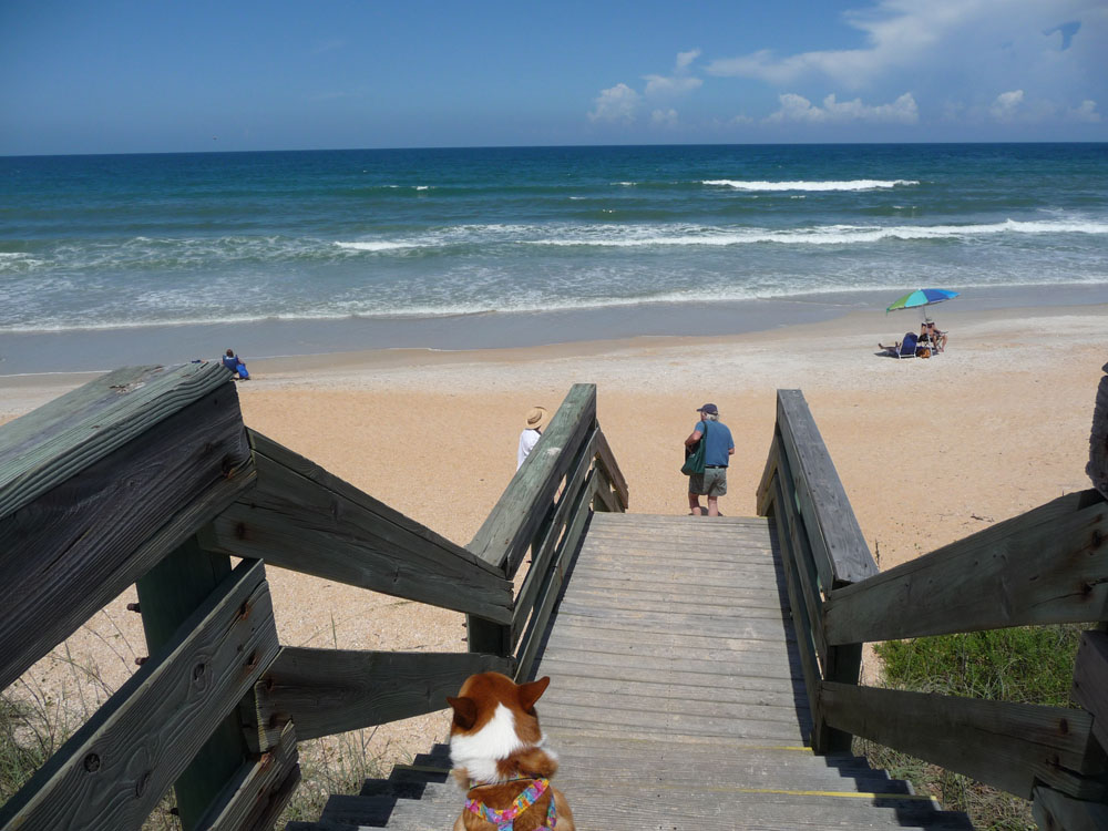 Dog Friendly beaches in Florida