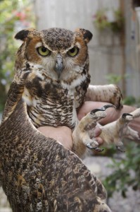 bird sanctuaries - Owls-Ocala