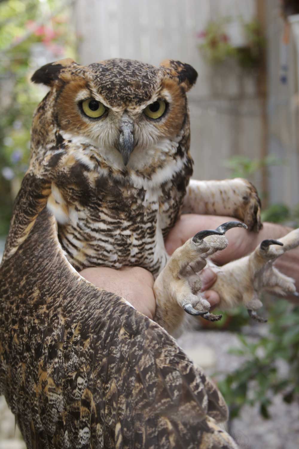 Bird Sanctuaries Fill a Need in Florida