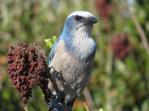 Florida birding - scrub jays