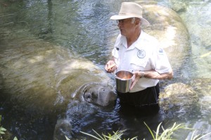 manatee festivals - Homosassa Springs wildlife state park