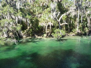 manatee festivals = Blue Springs