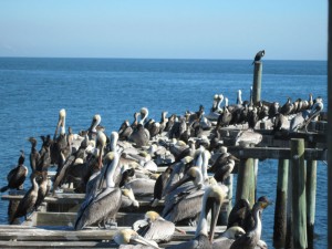 Funky Florida - Cedar Key pelicans
