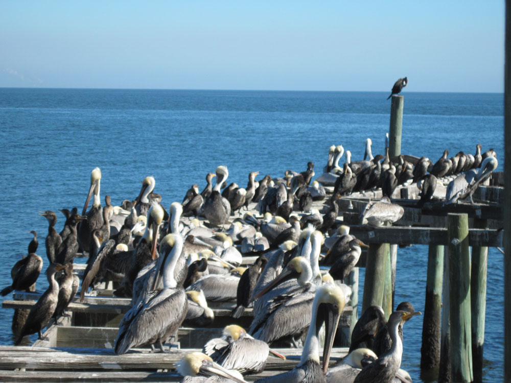 Funky Florida, Cedar Key at the End of the Road