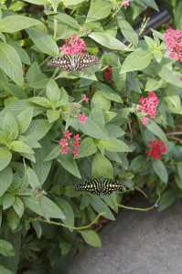 Florida butterfly gardening - red Pentas