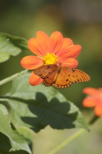 Florida butterfly gardening - mexican sunflower and butterfly