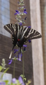 Florida butterfly gardening - giant swallowtail