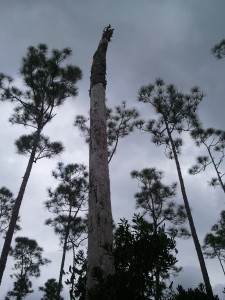 florida forest