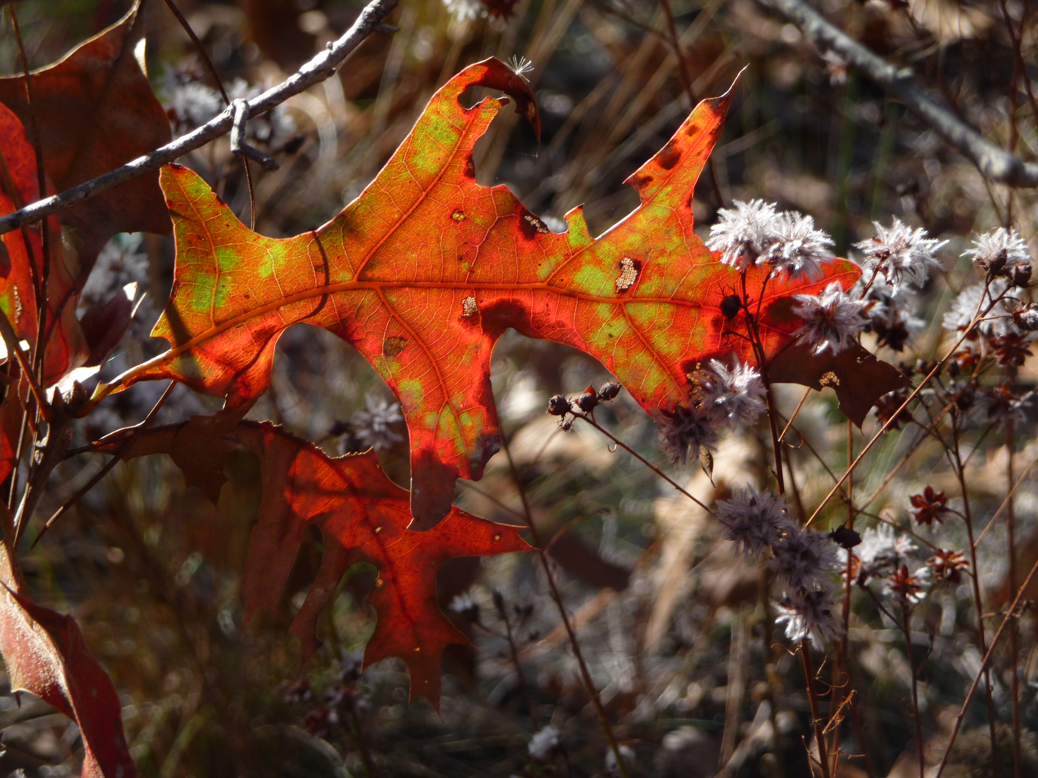 Walk Leaf-strewn Trails in a Florida Forest