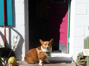 Obi in Cedar Key