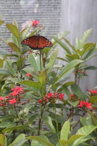 garden festivals - Epcot