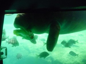 West Indian manatee