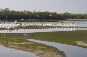 Great Florida Birding Trail - white pelicans at low tide on Wildlife Drive, Ding Darling National Wildlife Refuge, Sanibel Island