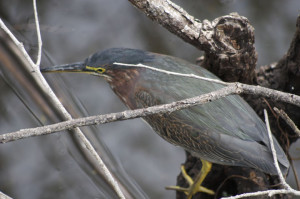 Great Florida Birding Trail - Little Green Heron, Everglades National Park