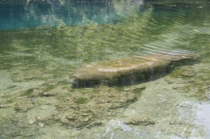 manatees at Homosassa Springs Wildlife State Park