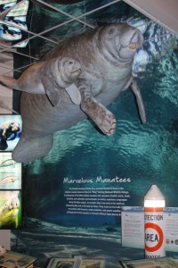 manatee exhibit at Ding Darling