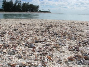 Florida beaches - seashells