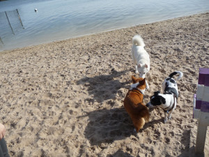 Florida beaches - dog beach