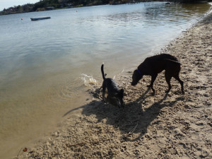 Pensacola - playing in dog park