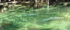 Bed & Breakfasts - manatees near DeLand B&Bs