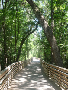 Boardwlk, Hogtown Creek Greenway, Gainesville, Florida. Photo by Lucy Beebe Tobias