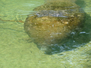 Captive manatees at Ellie Schiller Homosassa Springs Wildlife State Park. Photo by Lucy Beebe Tobias