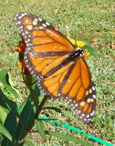 Monarch butterflies - monarch and milkweed