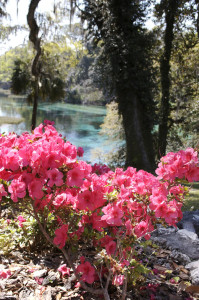 flower - azaleas at Rainbow Springs State Park, Dunnellon