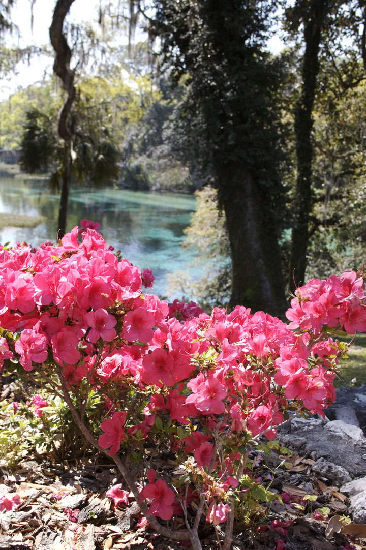 Rainbow Springs State Park has Azaleas