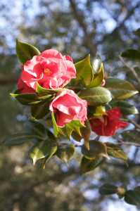 flower - camellias at Maclay Gardens, Tallahassee