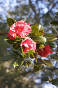flower - camellias at Maclay Gardens, Tallahassee
