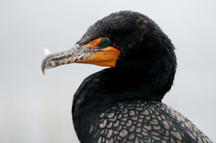 Birds and Birders Flock to Florida