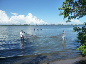 dragging a net through sea grass at Lemon Bay Park