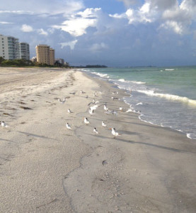 Volunteer in Florida - walk the beach with Mote's Turtle Patrol.