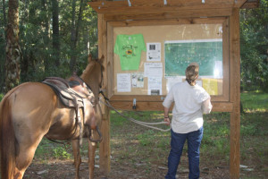 Horseback ridig - reading horse trail maps at Silver Springs State Park, Ocala