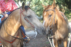 Horseback riding - two horses taking a break at Silver Springs State Park