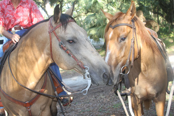 Mount Up – Horseback Riding in Florida